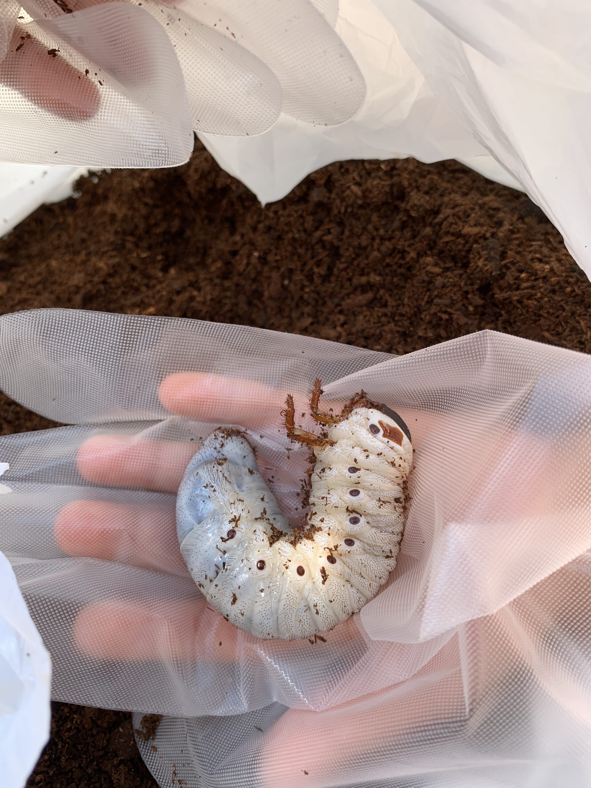 グリーン クリア限定 ツートンガラス表札ステンレスプレート付き 強さダントツ ガラス文字 グリーン クリア2色ガラス表札 人気ワンポイントデザイン ひょうさつ 2fg150f 11g 犬 グレートデン イラスト ステンレスプレート付 2fg150f 11g 表札 ひょうさつ 強さダントツ