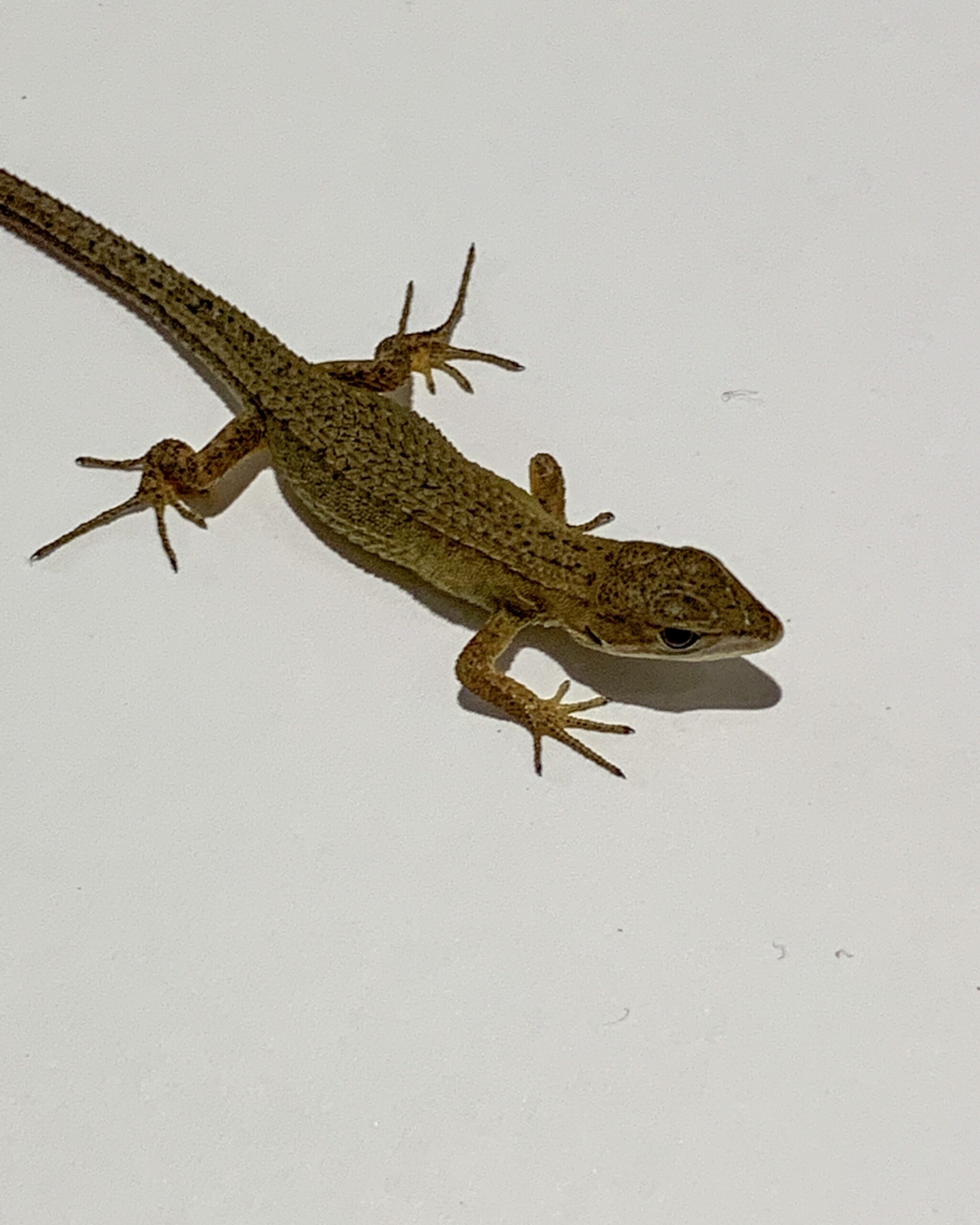 井上和香 06年度 その他趣味 関連グッズ カレンダー Item Starの井上和香 Star