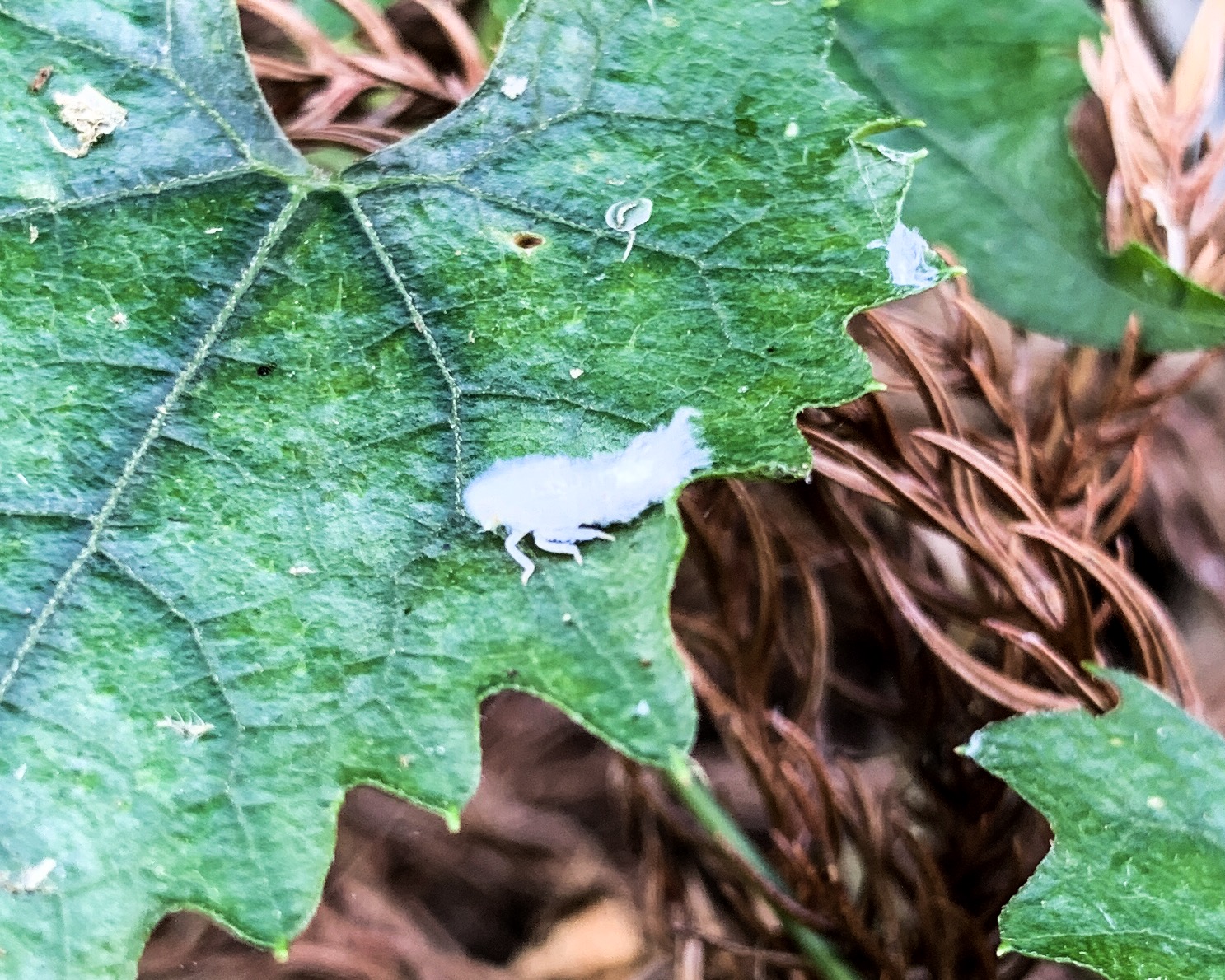 アオバハゴロモ（幼虫）