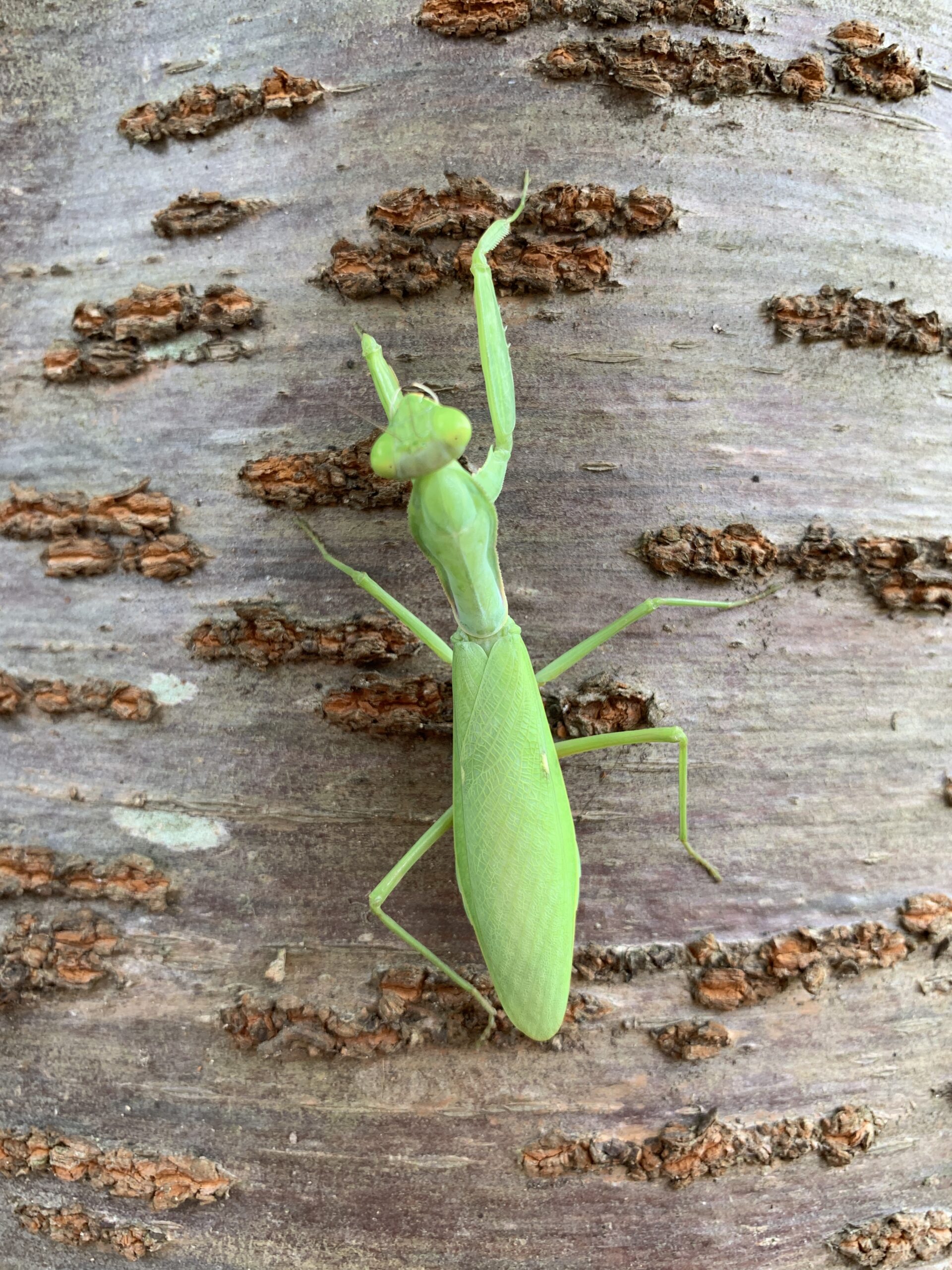 ハラビロカマキリ