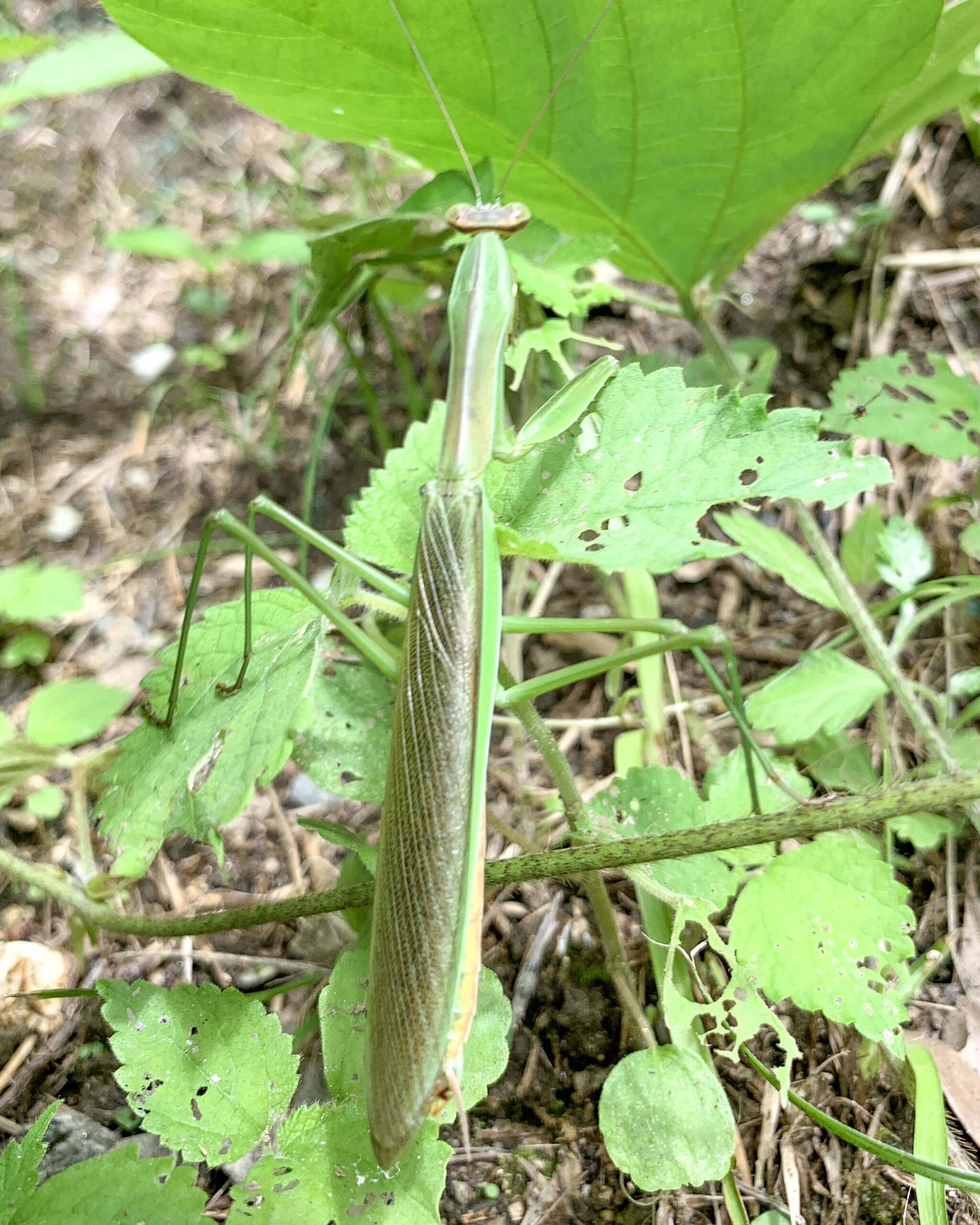 オオカマキリ（成虫）